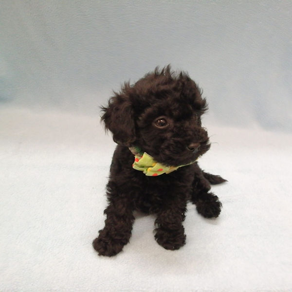 ミックス犬 - 画像 (3)