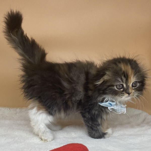 スコティッシュ・フォールド - 画像 (3)