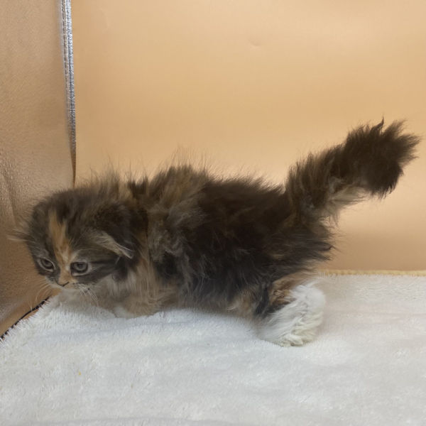 スコティッシュ・フォールド - 画像 (4)