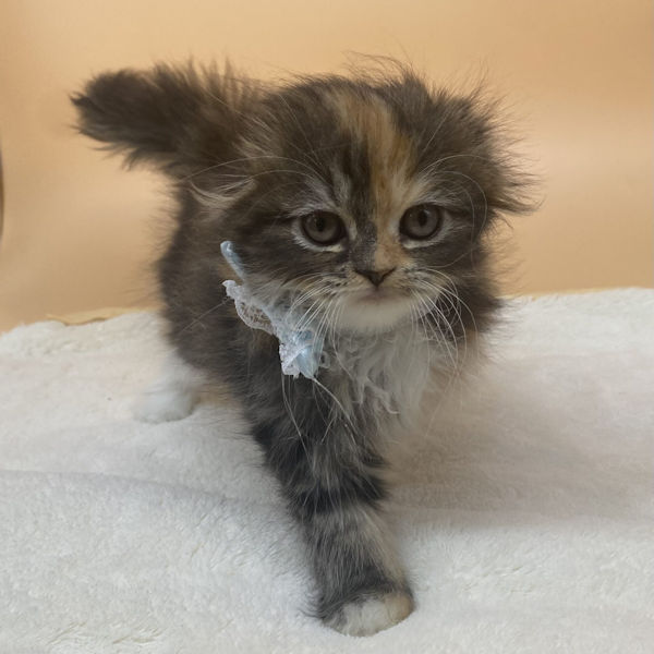 スコティッシュ・フォールド - 画像 (2)