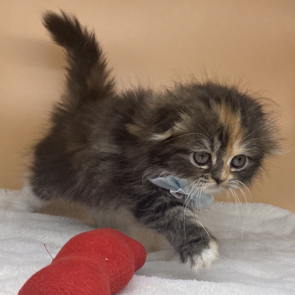 スコティッシュ・フォールド - 画像 (5)