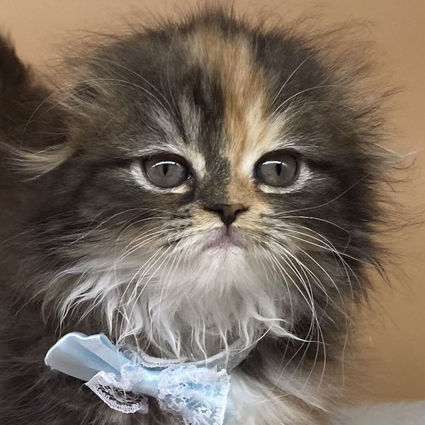 スコティッシュ・フォールド