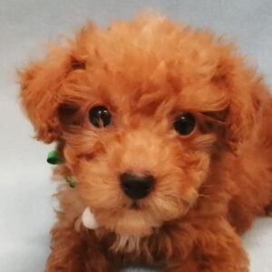 トイ・プードル