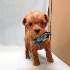 Alternative view of トイ・プードル