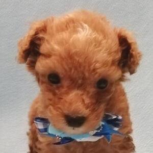 トイ・プードル