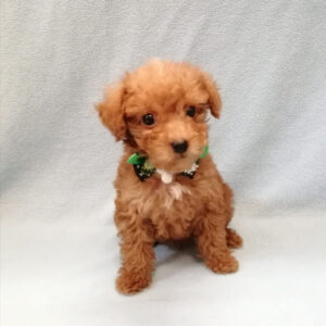 Alternative view of トイ・プードル