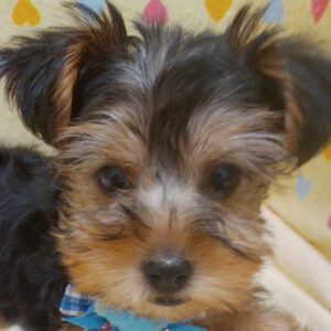 ヨークシャー・テリア