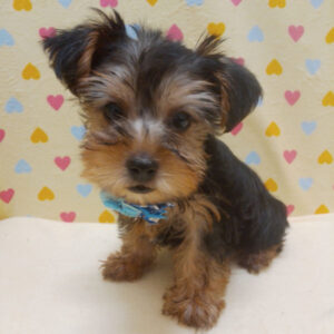 Alternative view of ヨークシャー・テリア