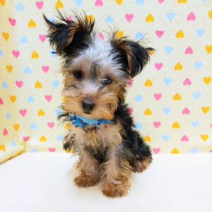 Alternative view of ヨークシャー・テリア