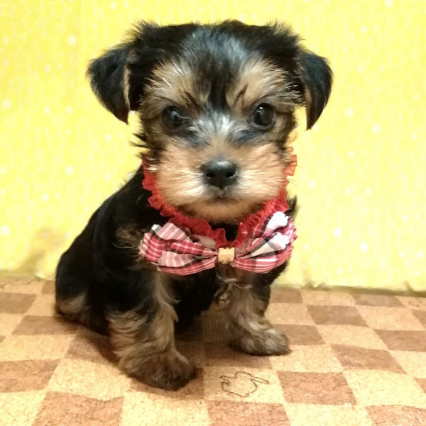 ヨークシャー・テリア - 画像 (3)