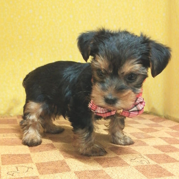 ヨークシャー・テリア - 画像 (4)