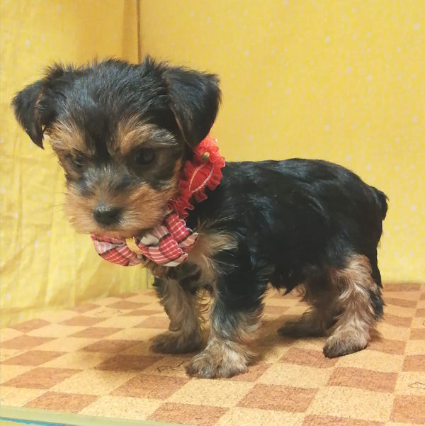 ヨークシャー・テリア - 画像 (5)