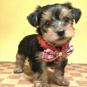 Alternative view of ヨークシャー・テリア