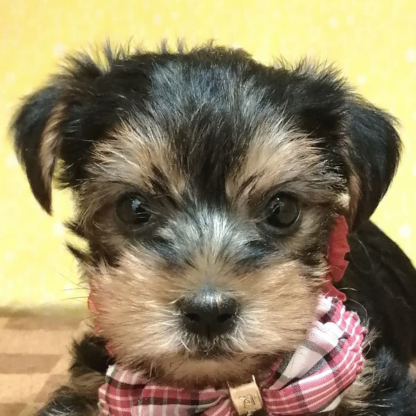 ヨークシャー・テリア