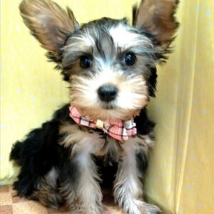 Alternative view of ヨークシャー・テリア