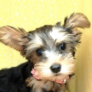 ヨークシャー・テリア