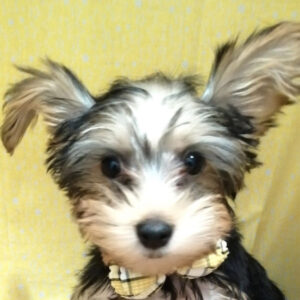 ヨークシャー・テリア