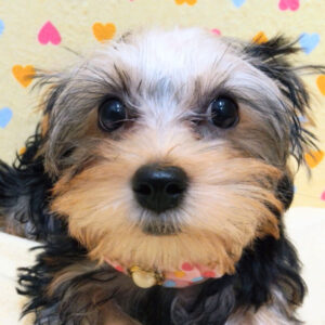 ヨークシャー・テリア