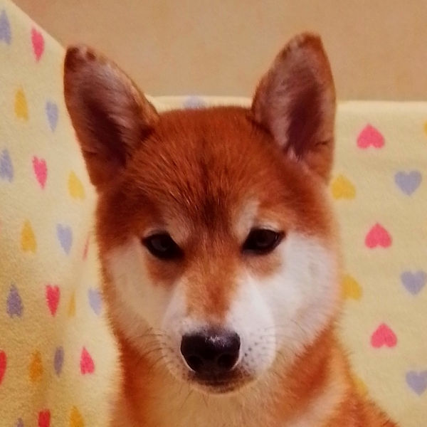 柴
