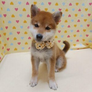 Alternative view of 柴