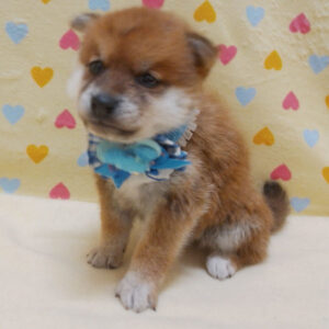 Alternative view of 柴