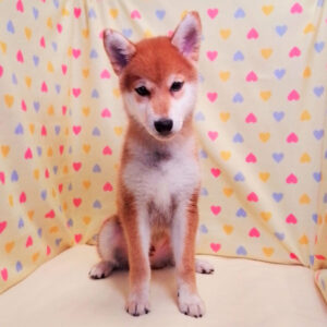 Alternative view of 柴