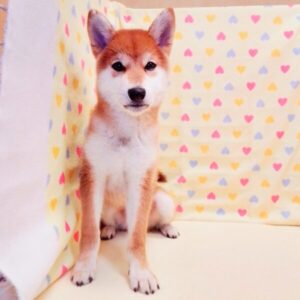 Alternative view of 柴