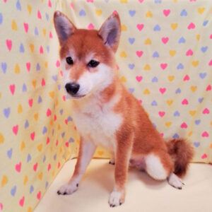 Alternative view of 柴