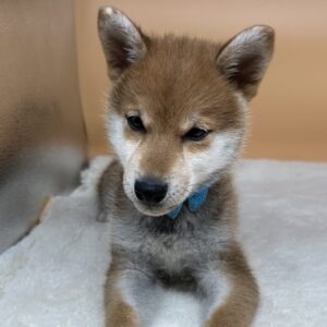 Alternative view of 柴