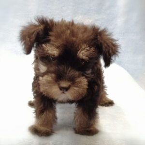 Alternative view of ミニチュア・シュナウザー