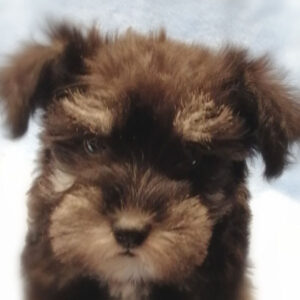 ミニチュア・シュナウザー