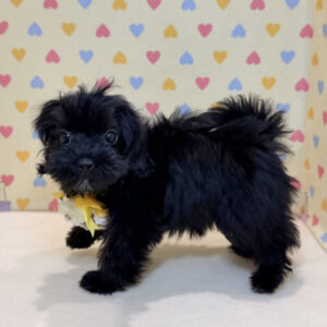 Alternative view of ミックス犬