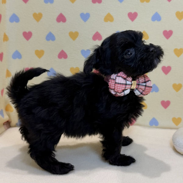 ミックス犬 - 画像 (3)