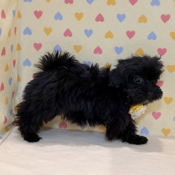 ミックス犬 - 画像 (3)