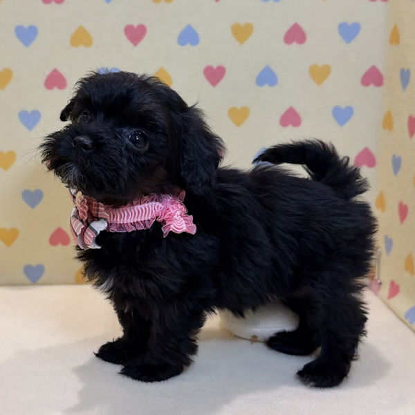 ミックス犬 - 画像 (4)