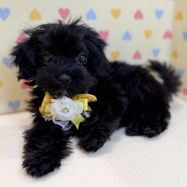 ミックス犬 - 画像 (4)