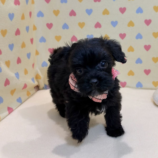 ミックス犬 - 画像 (5)