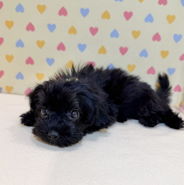 ミックス犬 - 画像 (5)