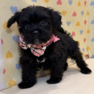 Alternative view of ミックス犬