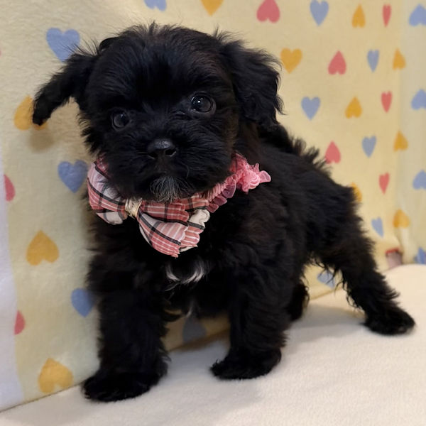 ミックス犬 - 画像 (2)