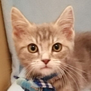 スコティッシュ・フォールド