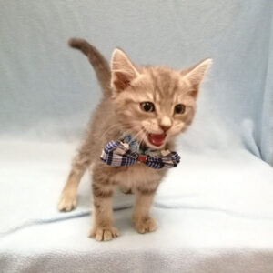 Alternative view of スコティッシュ・フォールド