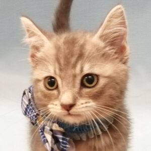 スコティッシュ・フォールド