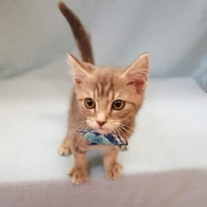 Alternative view of スコティッシュ・フォールド