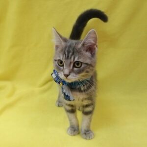 Alternative view of スコティッシュ・フォールド