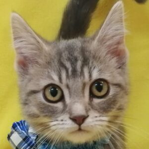 スコティッシュ・フォールド