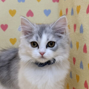 スコティッシュ・フォールド