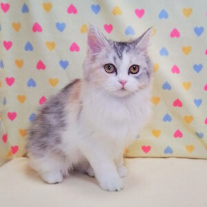 Alternative view of スコティッシュ・フォールド