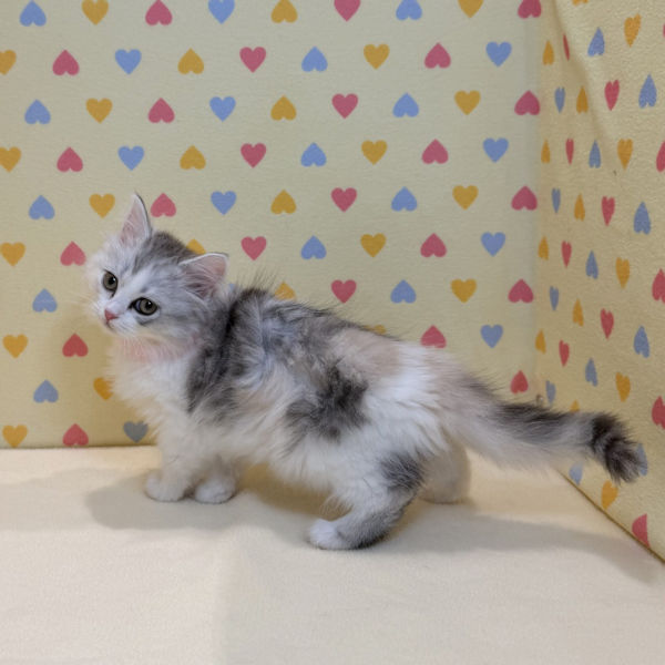 スコティッシュ・フォールド - 画像 (3)