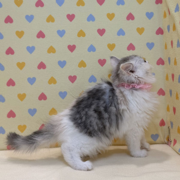 スコティッシュ・フォールド - 画像 (4)